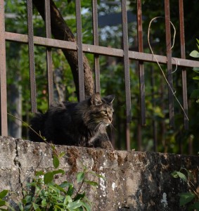 Animali2